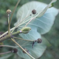 Adina cordifolia (Roxb.) Brandis